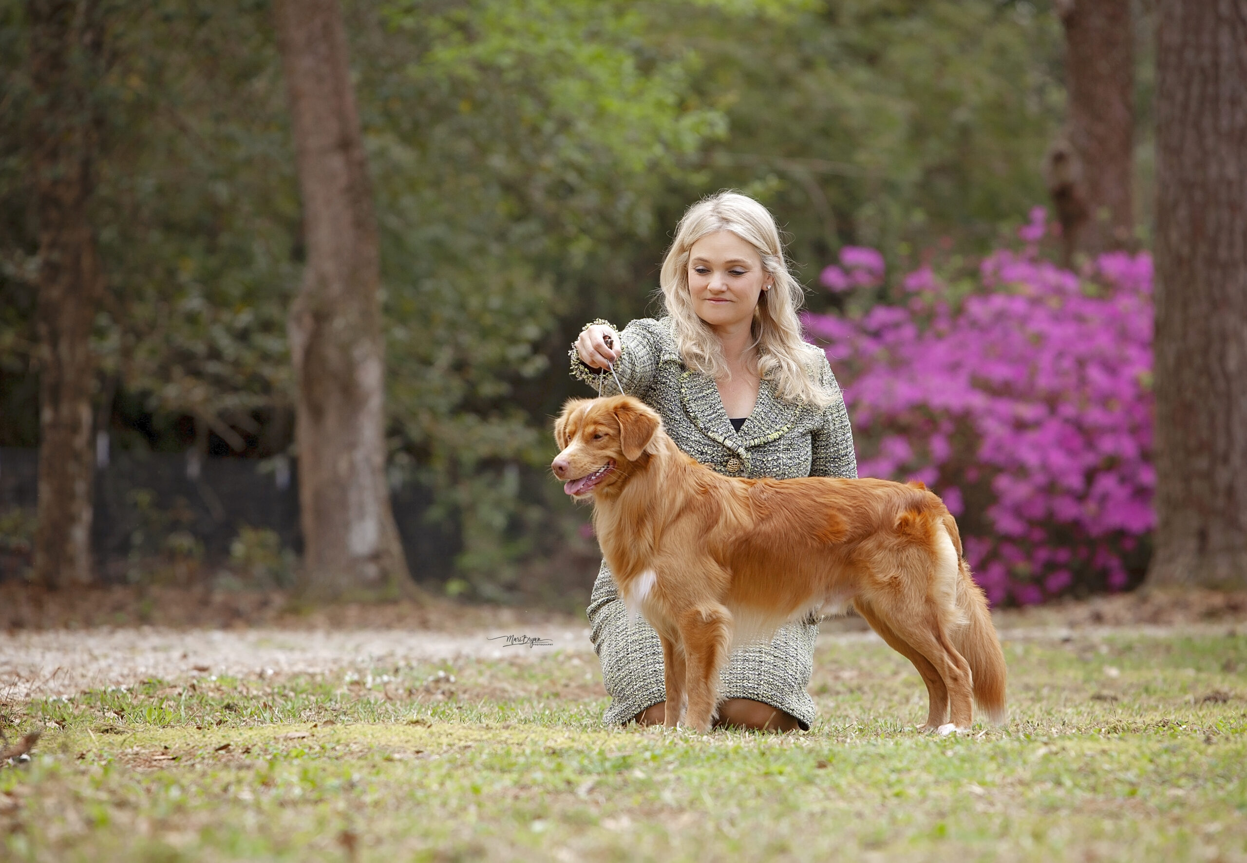 Toller retrieving