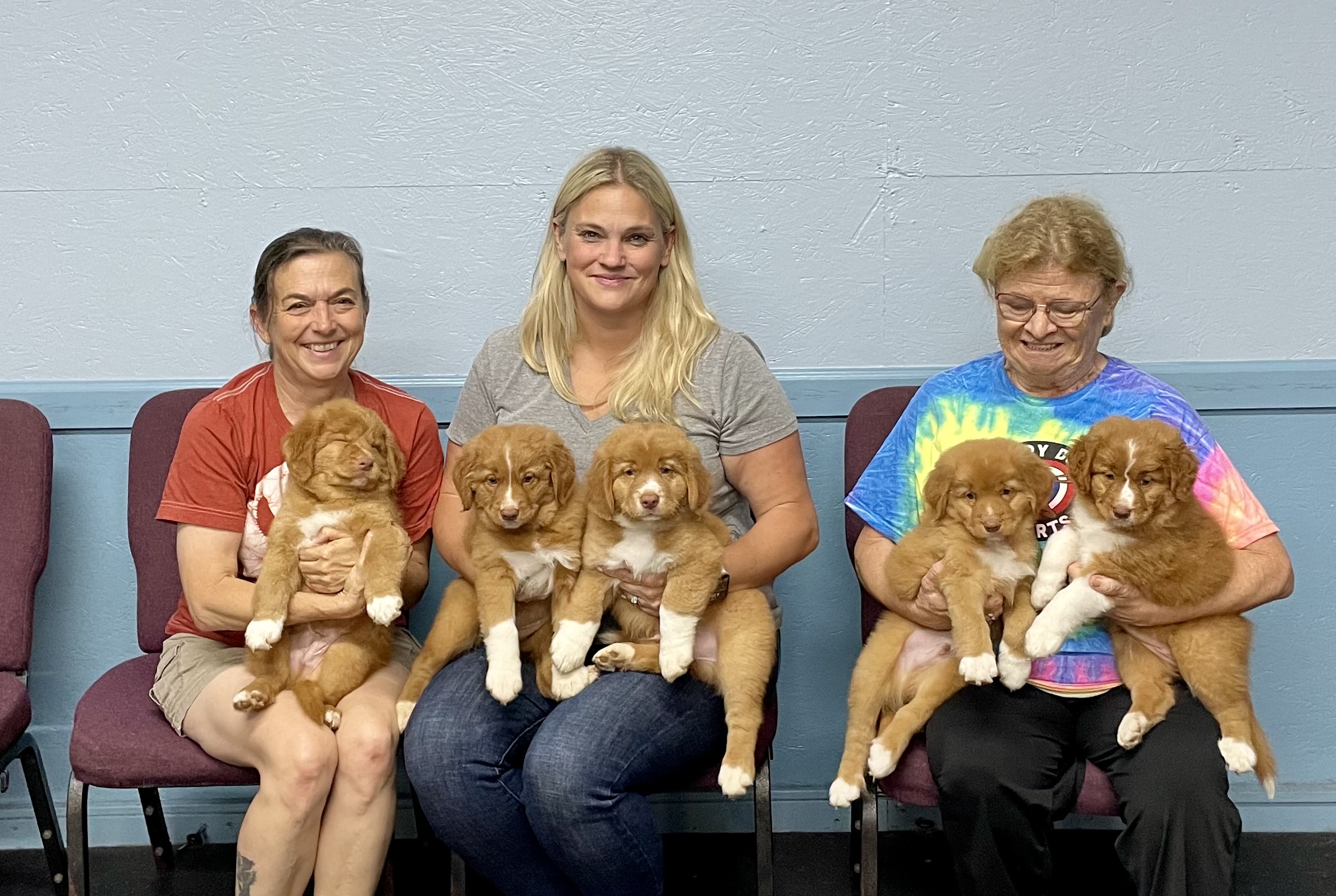 Paradise Tollers puppies